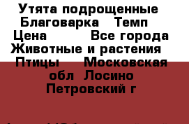 Утята подрощенные “Благоварка“,“Темп“ › Цена ­ 100 - Все города Животные и растения » Птицы   . Московская обл.,Лосино-Петровский г.